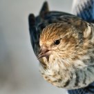 Pine Siskin